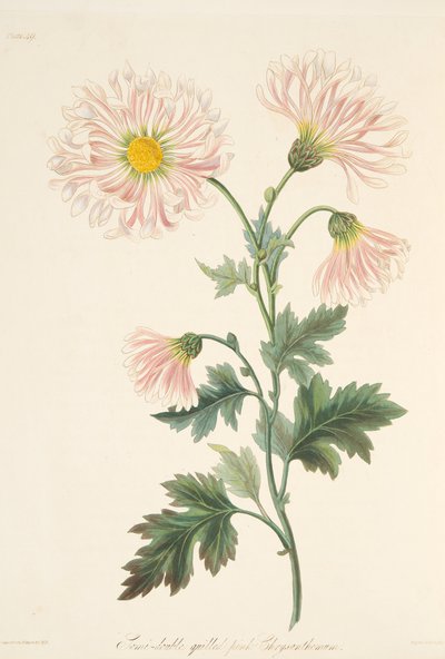 Crisantemo rosa semi-doppio, da Illustrazioni floreali delle stagioni, pub. 1829 da Margaret Roscoe